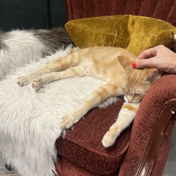 Le Chat Noir Bookstore & Cat Lounge - Sienna - Bookstores Near Me - Redlands, California