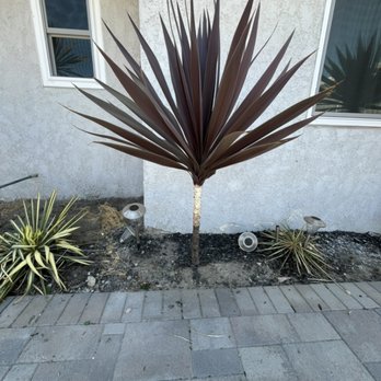 HTA Lawncare - Cordyline Australis Red Palm; pruned & serviced. - Lawn Services Near Me HTA Lawncare - Cordyline Australis Red Palm; pruned & serviced. - Lawn Services Near Me