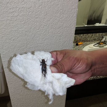 Primm Valley Resort - Bug in the bathroom - Hotels Near Me - Primm, Nevada Primm Valley Resort - Bug in the bathroom - Hotels Near Me - Primm, Nevada