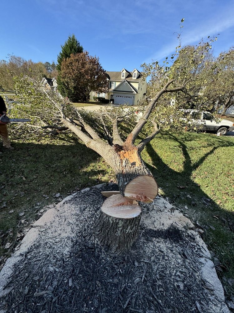 Blue Oaks Tree Service - tree service in Greensboro, NC