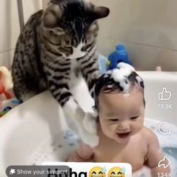 Elevate Cannabis Dispensary - Cat washing baby hair