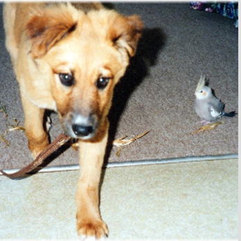 Ms Fairy Dogmother - Dog and birds - Pet Training Near Me - Azle, Texas Ms Fairy Dogmother - Dog and birds - Pet Training Near Me - Azle, Texas