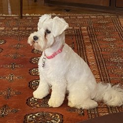 Seneca Hill Animal Hospital Resort & Spa