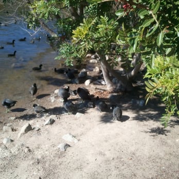 Lake Murray - Run little ducklings! Peking Duck is on my mind! - Parks Near Me - La Mesa, California Lake Murray - Run little ducklings! Peking Duck is on my mind! - Parks Near Me - La Mesa, California