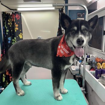Rainbow Pawz - Pet Groomers Near Me Rainbow Pawz - Pet Groomers Near Me