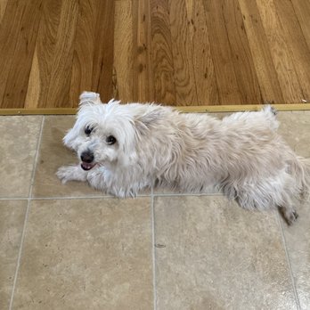 Claudia's Coiffeur Le' Petite - Before - Pet Groomers Near Me - San Leandro, California Claudia's Coiffeur Le' Petite - Before - Pet Groomers Near Me - San Leandro, California