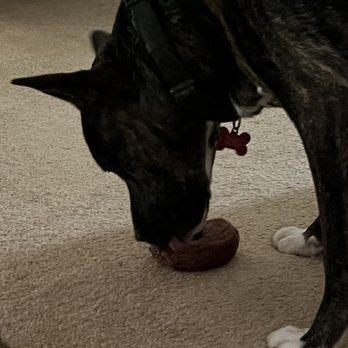 Naval Bagels - Puppy dog 2 with his bagel. - Bagels Near Me - Arnold, Maryland