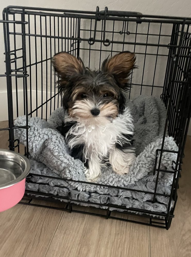 KELLY’S KRITTER CLIPS Updated September 2024 21 Photos & 22 Reviews