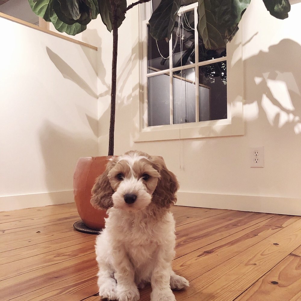 Karma Dog Training - Arnold - Pet Training Near Me - Austin, Texas Karma Dog Training - Arnold - Pet Training Near Me - Austin, Texas