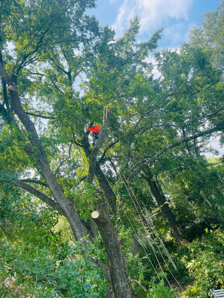 Slide of Funez Tree Service & More