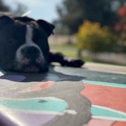 Off Leash K9 Training Fresno