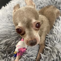Tufts Veterinary Emergency Treatment & Specialties - Mia was just saying Goodbye to me before her final shot.