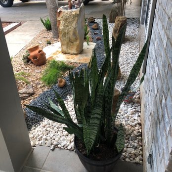 Buckhorn Soil & Stone - Cactus garden back view - Nurseries & Gardening Near Me - San Antonio, Texas Buckhorn Soil & Stone - Cactus garden back view - Nurseries & Gardening Near Me - San Antonio, Texas