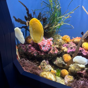 Monterey Bay Aquarium - Aquariums Near Me - Monterey, California Monterey Bay Aquarium - Aquariums Near Me - Monterey, California