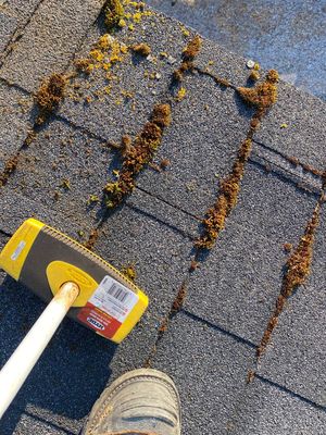 Roof Cleaning - Moss Removal - Roof Cleaning - Moss Removal Roof Cleaning - Moss Removal - Roof Cleaning - Moss Removal
