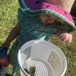 Blueberries picked by this cutie Blueberries picked by this cutie