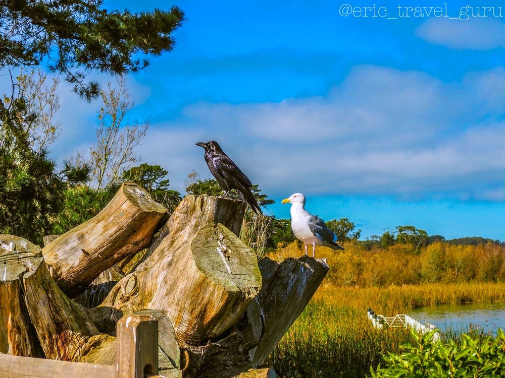 Lake Merced