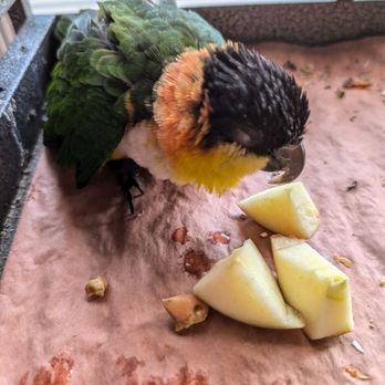Carters Pet Mart - Pet Adoption Near Me - Modesto, California
