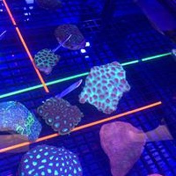 Ocean's Floor - Come check out our great selection of Coral. - Aquarium Services Near Me - Greenville, South Carolina Ocean's Floor - Come check out our great selection of Coral. - Aquarium Services Near Me - Greenville, South Carolina