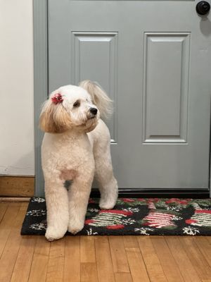 Shampoodles Dog Grooming Salon