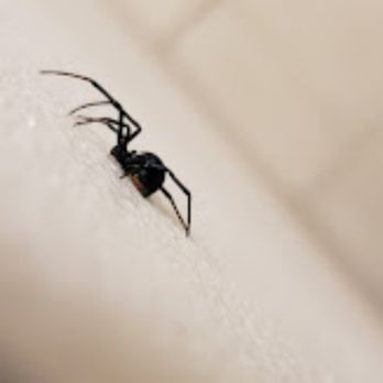 JK Pest & Termite - Black Widow Spider - Pest Control Near Me - Herndon, Virginia JK Pest & Termite - Black Widow Spider - Pest Control Near Me - Herndon, Virginia