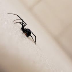 JK Pest & Termite - Black Widow Spider