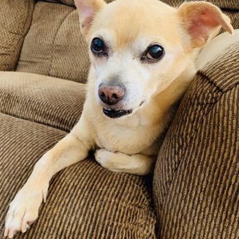 The Cat Lady Pet Sitting - Mr. Salsa Chihuahua. - Pet Sitting Near Me The Cat Lady Pet Sitting - Mr. Salsa Chihuahua. - Pet Sitting Near Me