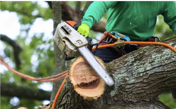 Tree Removal - Tree Removal