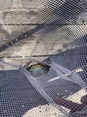 Historic Corolla Park by null