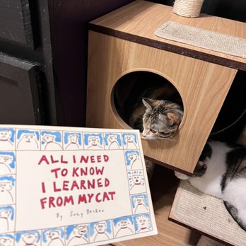 Denver Cat Company - I went home and ordered this book since it wasn't for sale. Omg it is so funny!!!! - Coffee & Tea Near Me - Denver, Colorado