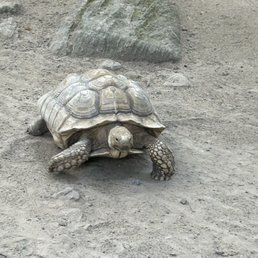Tortoise Tortoise