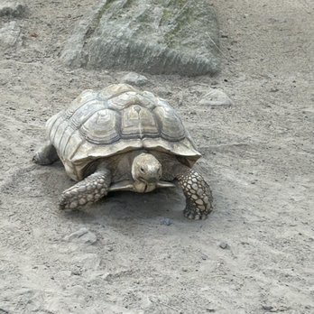 Claws 'N' Paws Animal Park - Tortoise - Zoos Near Me - Hamlin, Pennsylvania Claws 'N' Paws Animal Park - Tortoise - Zoos Near Me - Hamlin, Pennsylvania