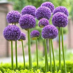 Grandfather Mountain Nursery Garden Center And Landscaping