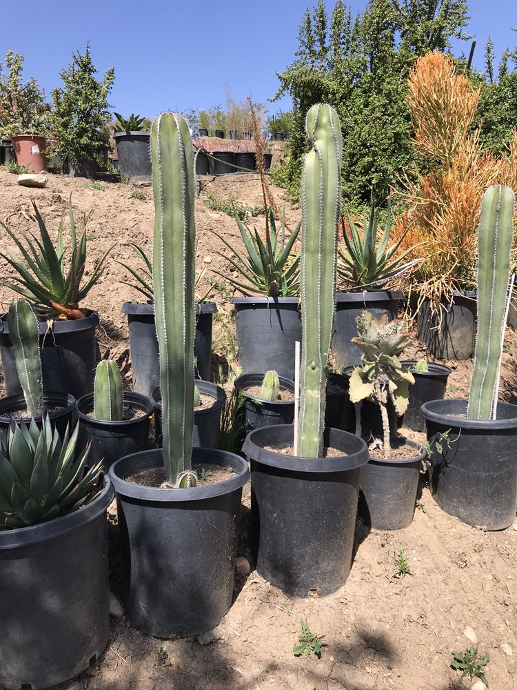 ROMERO’S GROWERS NURSERY Updated October 2024 41 Photos & 15