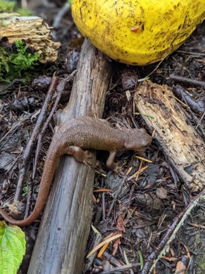 Leaping Lamb Farm by null