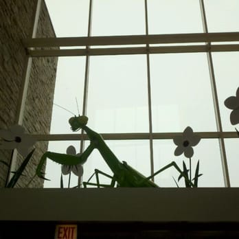 Peggy Notebaert Nature Museum - entry mantis - Museums Near Me - Chicago, Illinois Peggy Notebaert Nature Museum - entry mantis - Museums Near Me - Chicago, Illinois