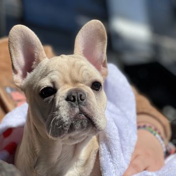 Fatty's Frenchies - Our Murtle Turtle - Pet Breeders Near Me Fatty's Frenchies - Our Murtle Turtle - Pet Breeders Near Me