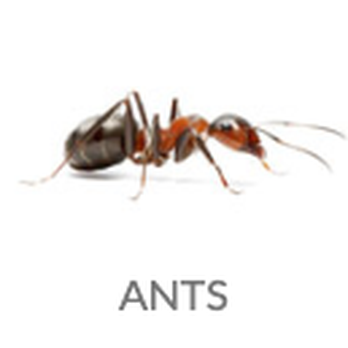 Frontino Pest Control - Pest Control Near Me - Phoenix, Arizona Frontino Pest Control - Pest Control Near Me - Phoenix, Arizona