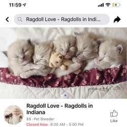 Classic City Rags - Breeder Facebook Page