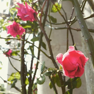 The Hill Garden and Pergola by null