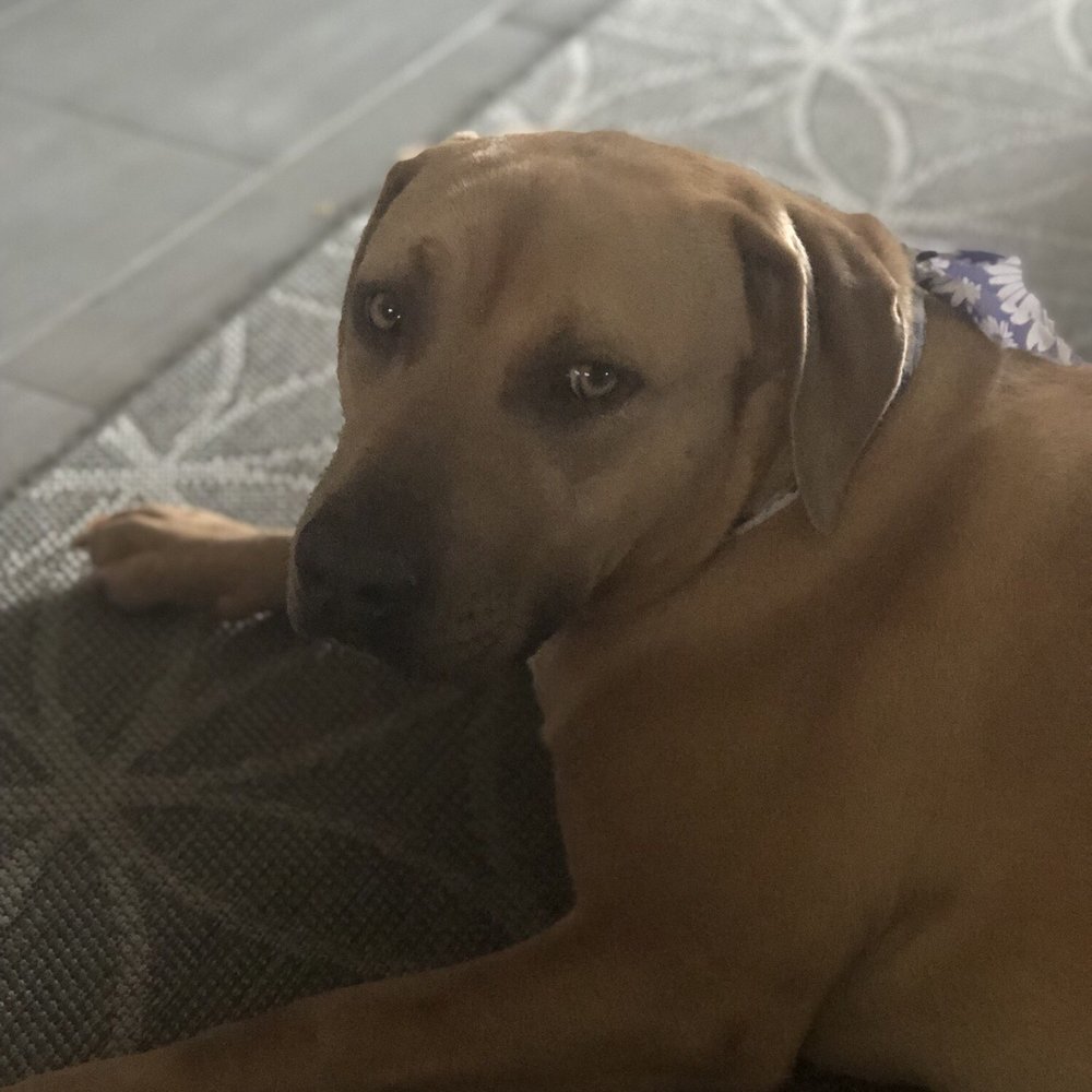 One of my pits with her cute bandana after her bath One of my pits with her cute bandana after her bath