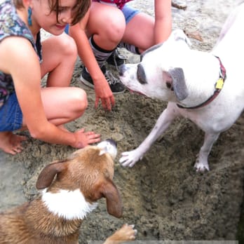 Del Mar North Beach - The Del Mar Dog Beach - Kid tested, mother approved. - Beaches Near Me - Del Mar, California