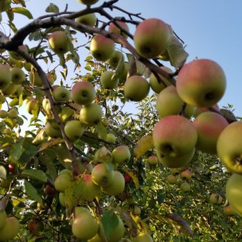 Royal Oak Farm Orchard - Honeycrisps in abundance! - Fruits & Veggies Near Me - Harvard, Illinois