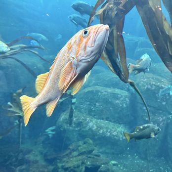 Alaska Sealife Center - Tours Near Me - Seward, Alaska