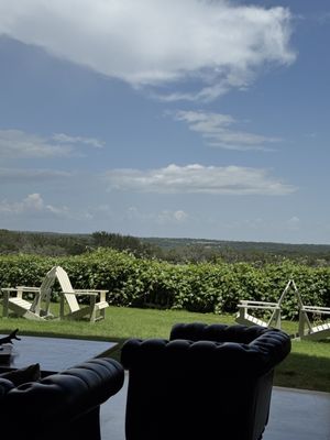 Grapetown Vineyard by null