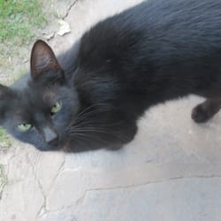 Villa Julia - We shared our steaks with this beautiful new friend.