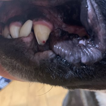 Banfield Pet Hospital - Another picture of this tooth the night it happened. - Veterinarians Near Me - Union, New Jersey Banfield Pet Hospital - Another picture of this tooth the night it happened. - Veterinarians Near Me - Union, New Jersey