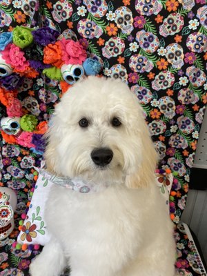 pup a razzi pet salon