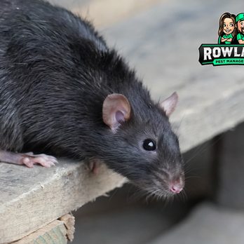 Rowland Pest Management - Pest Control Near Me - Casselberry, Florida Rowland Pest Management - Pest Control Near Me - Casselberry, Florida
