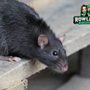 Rowland Pest Management